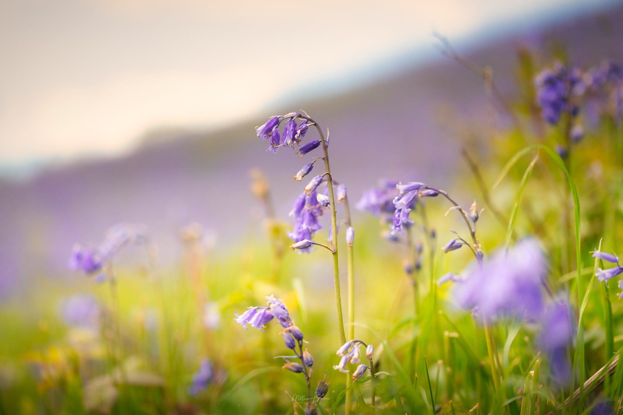 Bluebells Gower Photography Lessons